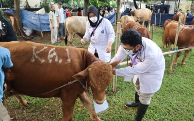 SKHB IPB University Layani Masyarakat denganPemeriksaan Kesehatan Hewan dan Daging Kurban pada Idul Adha 1445H