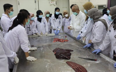 Pelatihan Pemeriksaan Kesehatan Hewan dan Daging Kurban 1446 H oleh Mahasiswa IPB University